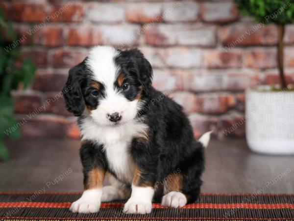 tri-colored male mini bernedoodle near Chicago Illinois