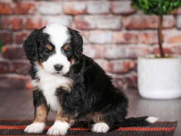 tri-colored male mini bernedoodle near Chicago Illinois