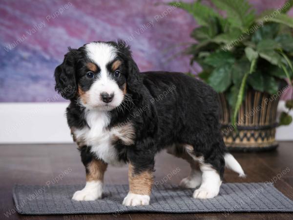 tri-colored female mini bernedoodle near Chicago Illinois