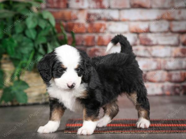 tri-colored male mini bernedoodle near Chicago Illinois