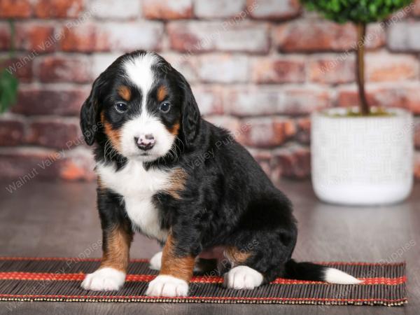 tri-colored male mini bernedoodle near Chicago Illinois