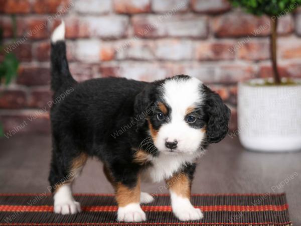 tri-colored male mini bernedoodle near Chicago Illinois