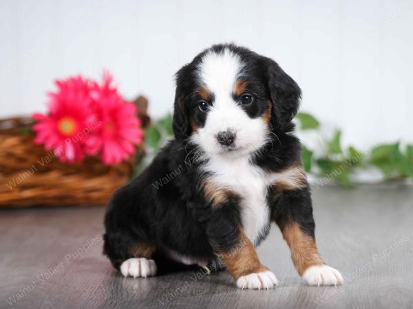 tri-colored male mini bernedoodle near St Louis Missouri