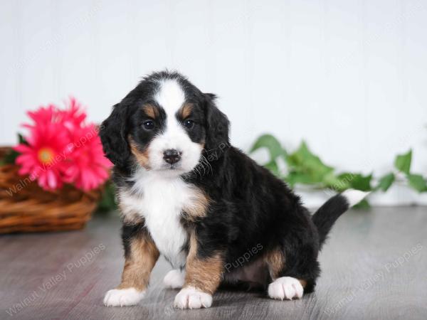 tri-colored female mini bernedoodle near Chicago Illinois