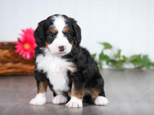 tri-colored male mini bernedoodle near St Louis Missouri