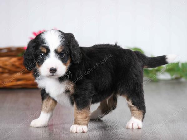 tri-colored male mini bernedoodle near St Louis Missouri