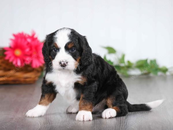 tri-colored male mini bernedoodle near St Louis Missouri