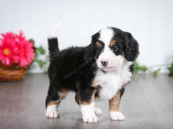 tri-colored female mini bernedoodle near Chicago Illinois