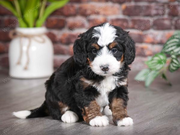 tri-colored female mini bernedoodle near Chicago Illinois