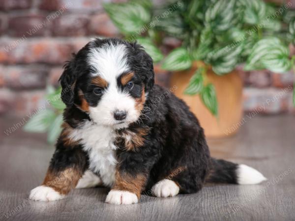 tri-colored male mini bernedoodle near Chicago Illinois