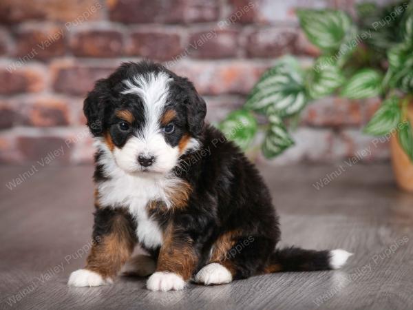 tri-colored male mini bernedoodle near Chicago Illinois