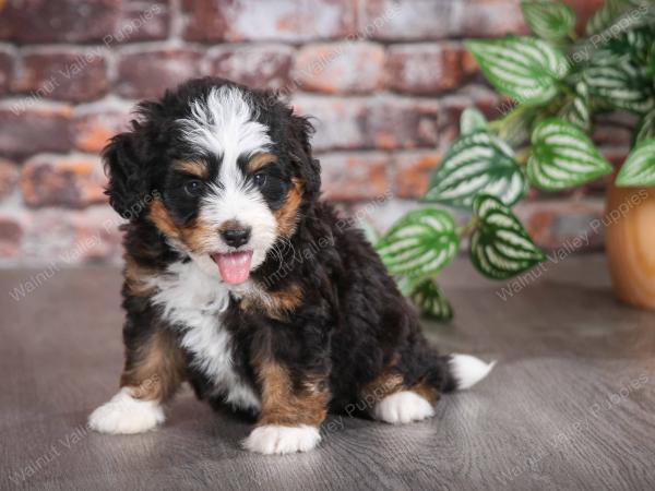 tri-colored male mini bernedoodle near Chicago Illinois