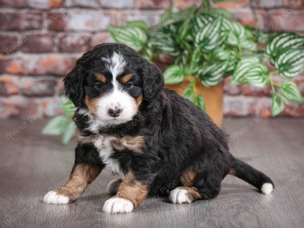 tri-colored female mini bernedoodle near Chicago Illinois