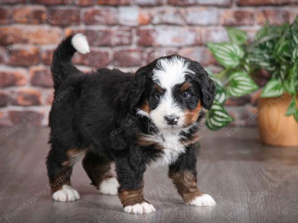 tri-colored male mini bernedoodle near Chicago Illinois