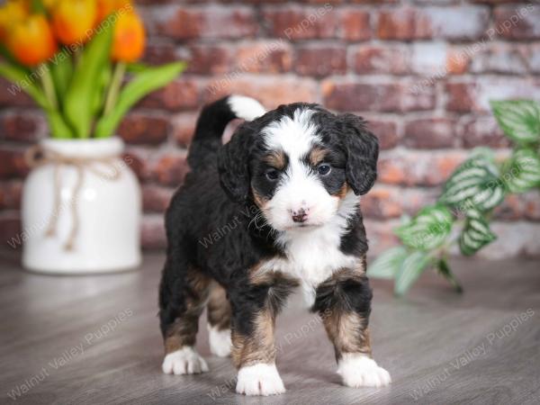 tri-colored female mini bernedoodle near Chicago Illinois