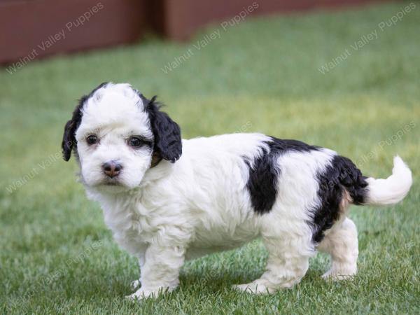 female tiny bernedoodle near Chicago Illinois