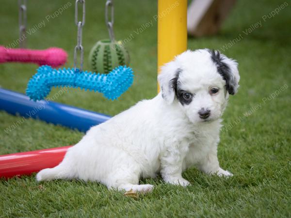 female tiny bernedoodle near Chicago Illinois