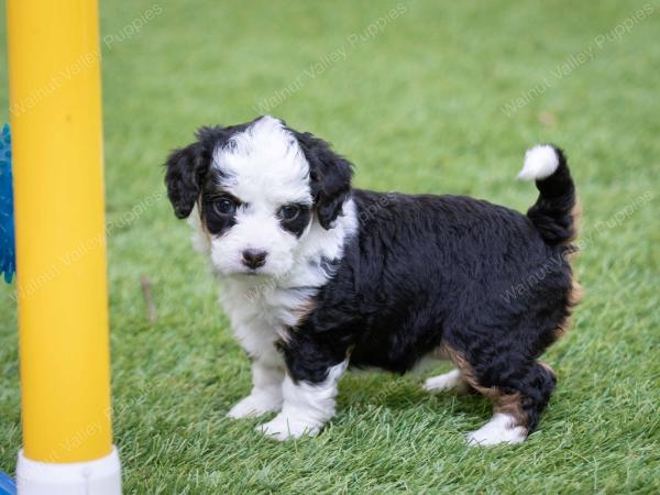 female tiny bernedoodle near Chicago Illinois