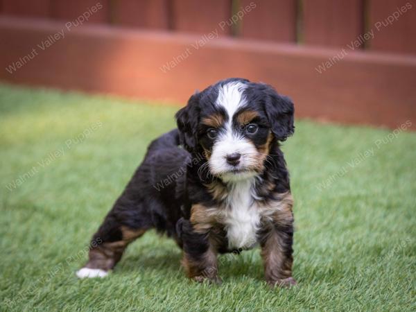 female tiny bernedoodle near Chicago Illinois