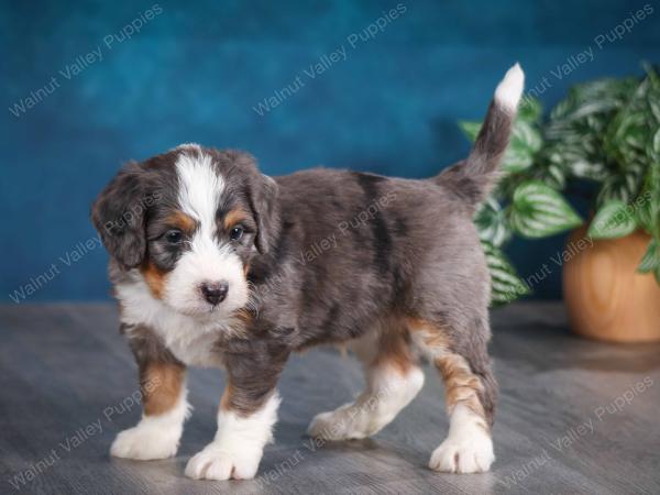 blue merle male mini bernedoodle near Chicago Illinois