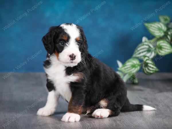 male mini bernedoodle near Chicago Illinois