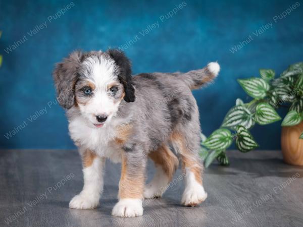 Blue merle female mini bernedoodle near Chicago Illinois