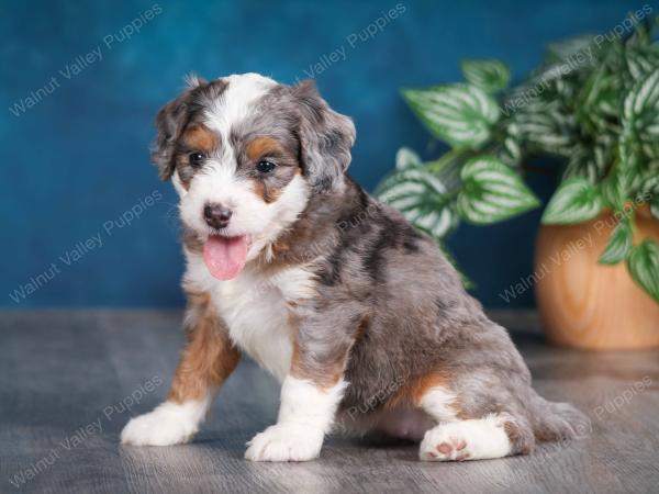 Blue merle female mini bernedoodle near Chicago Illinois