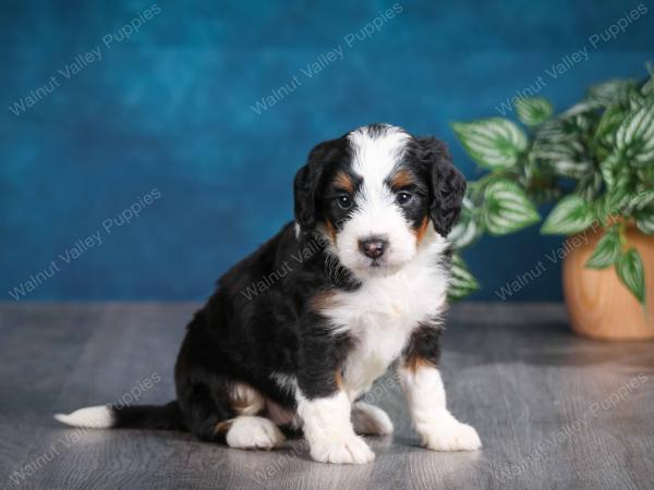 tri-colored female mini bernedoodle near Chicago Illinois