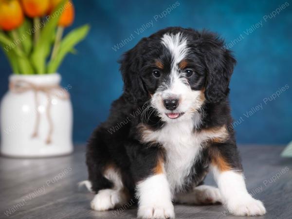 tri-colored female mini bernedoodle near Chicago Illinois