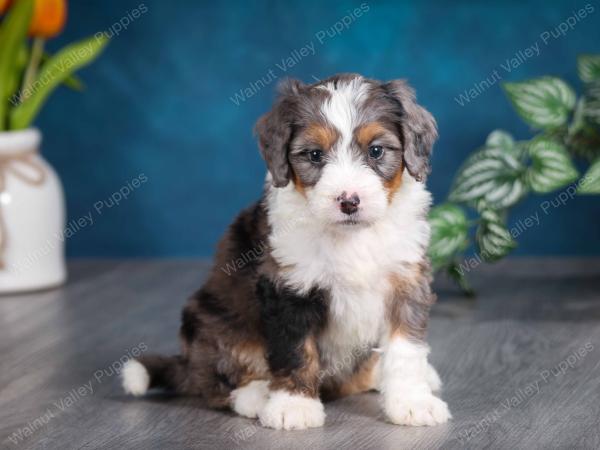 Blue merle female mini bernedoodle near Chicago Illinois