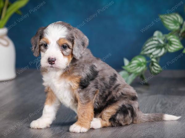 Blue merle female mini bernedoodle near Chicago Illinois