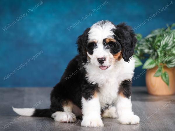 tri-colored female mini bernedoodle near Chicago Illinois