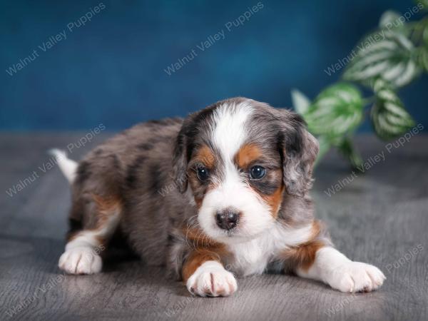 blue merle male mini bernedoodle near Chicago Illinois