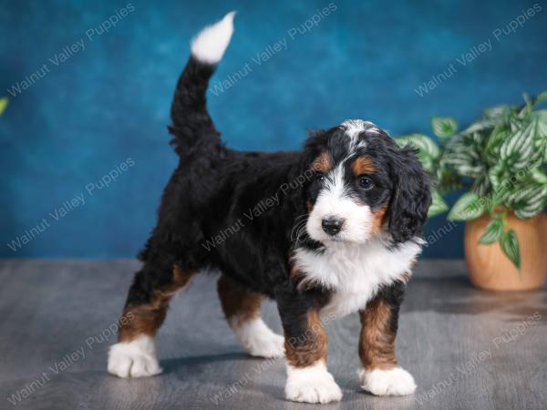 tri-colored female standard bernedoodle near Chicago Illinois