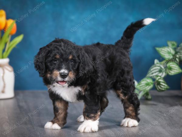 tri-colored male standard bernedoodle near Chicago Illinois