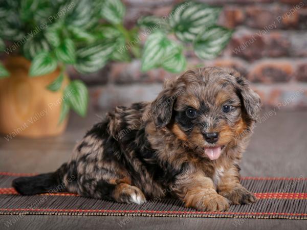 F1B mini bernedoodle near Chicago Illinois