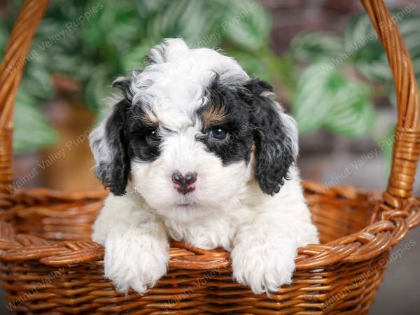 F1B mini bernedoodle near Chicago Illinois