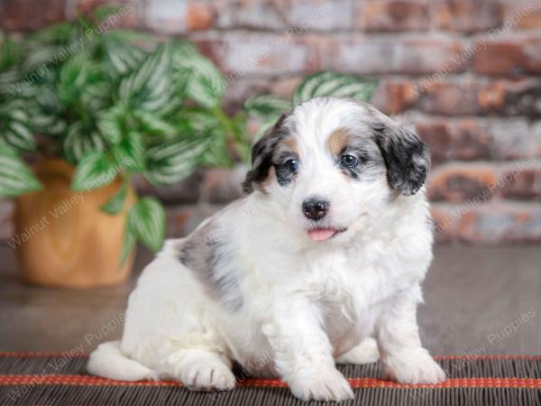 F1B mini bernedoodle near Chicago Illinois