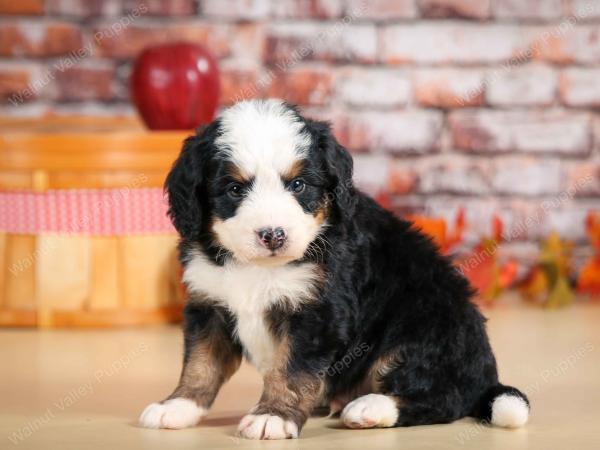 F1 mini bernedoodle near Chicago Illinois