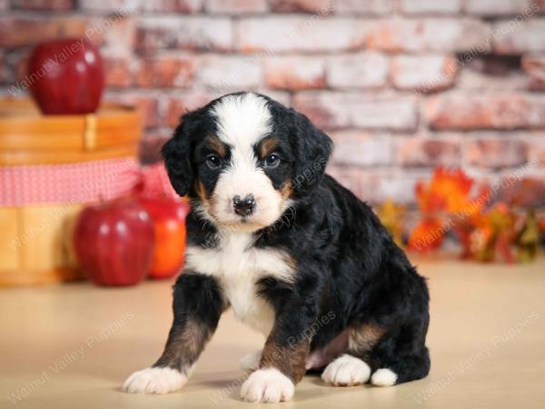 F1 mini bernedoodle near Chicago Illinois