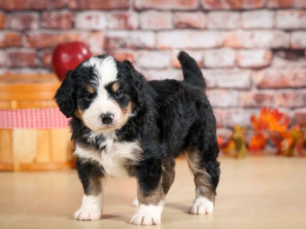 F1 mini bernedoodle near Chicago Illinois