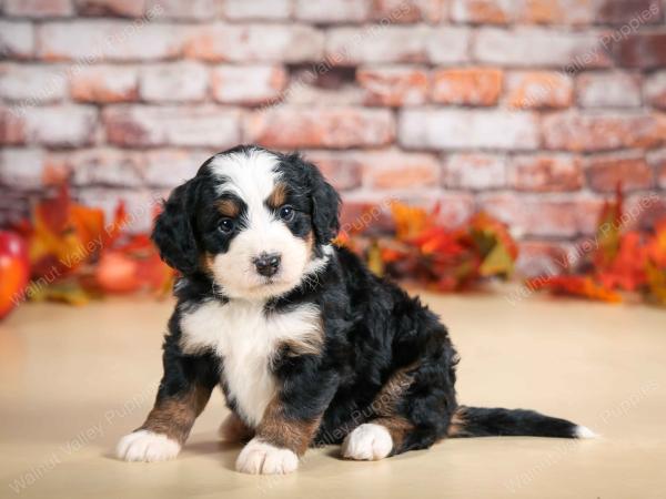 F1 mini bernedoodle near Chicago Illinois