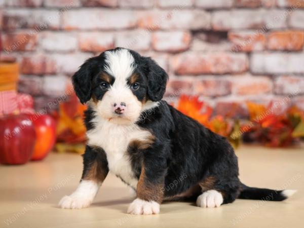 F1 mini bernedoodle near Chicago Illinois