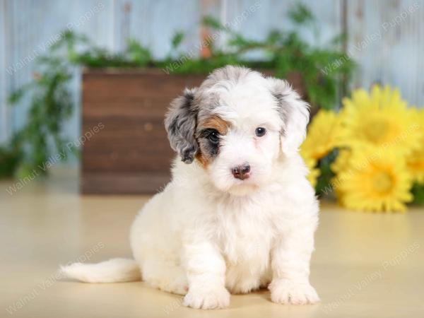 F1B mini bernedoodle near Chicago Illinois