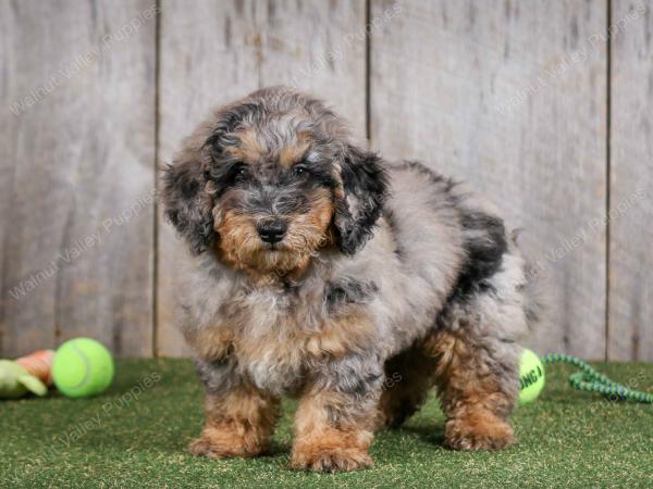 F1B mini bernedoodle near Chicago Illinois