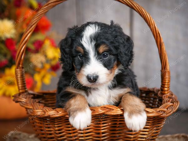 mini bernedoodle near Saint Louis MO