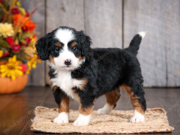 mini bernedoodle near Saint Louis MO