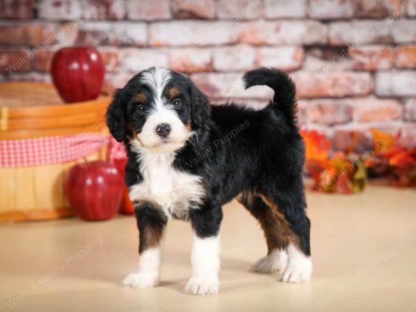 tri-colored female standard bernedoodle near Chicago Illinois