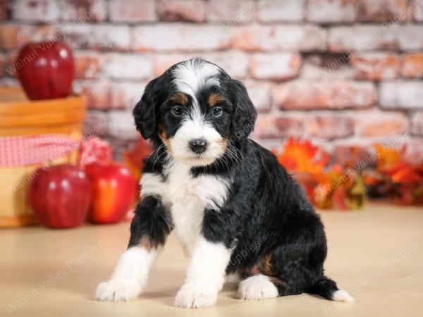 tri-colored female standard bernedoodle near Chicago Illinois