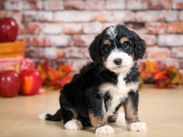 tri-colored male standard bernedoodle near Chicago Illinois